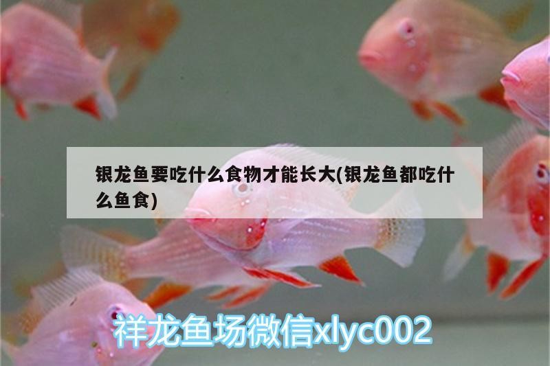 銀龍魚要吃什么食物才能長大(銀龍魚都吃什么魚食)龍魚的美食指南，探索適合其成長的魚食選擇