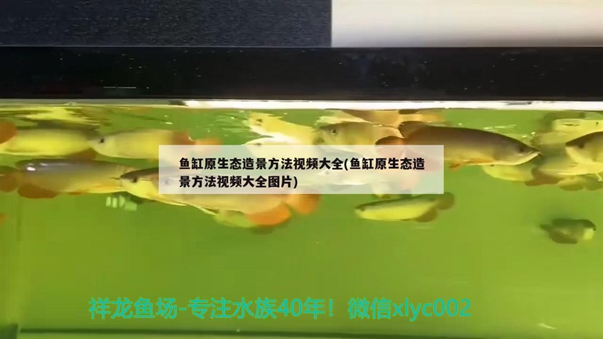 魚缸原生態造景方法視頻大全(魚缸原生態造景方法視頻大全圖片)魚缸原生態造景，視頻大全與