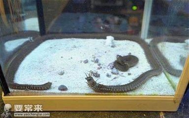 大慶市讓胡路區張三水族館（大慶張三燒烤）市讓胡路區新晉網紅打卡地，張三水族館與大慶張三
