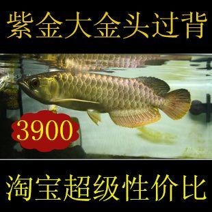 金龍魚配幾條虎魚最好，龍魚與虎魚的完美搭配，