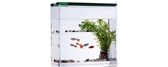1.2米魚缸是多少升的：1.2米魚缸水量一般在320升左右但實際容量可能達到360升左右，2米魚缸容量解析，320升至360升的水量范圍探討
