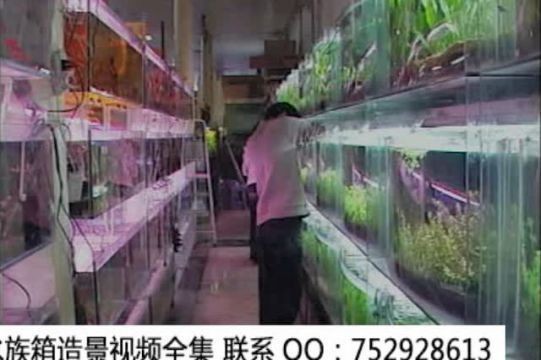 大魚缸水草怎么放進去視頻教學：在大魚缸中種植水草的視頻教學如何正確養護水草的心得，魚缸水草種植與養護技巧，視頻