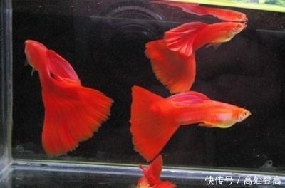龍魚嚼食正常嗎，魚健康飲食指南，嚼食行為是否正常