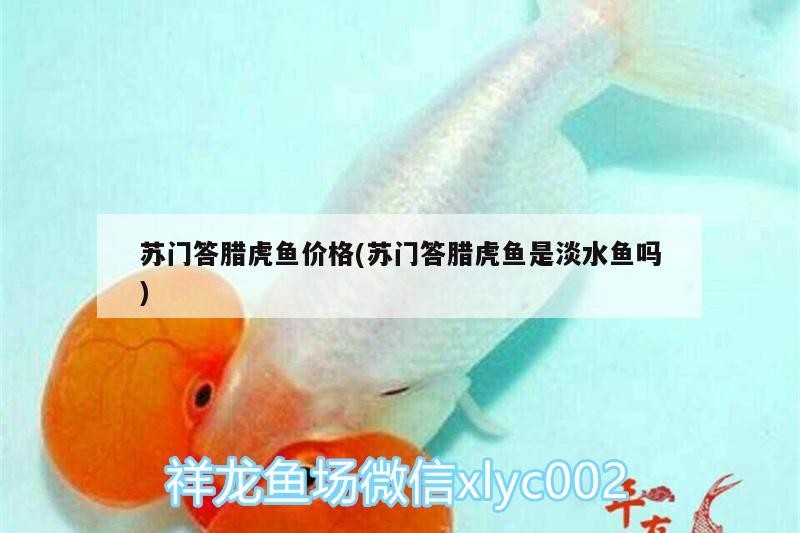 蘇門答臘虎魚價格(蘇門答臘虎魚是淡水魚嗎)門答臘虎魚價格分析，淡水