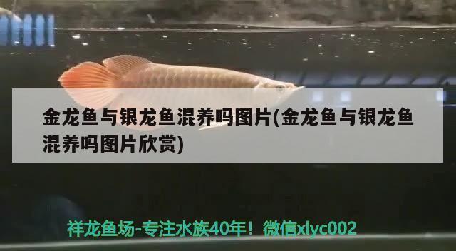 金龍魚與銀龍魚混養嗎圖片(金龍魚與銀龍魚混養嗎圖片欣賞)龍魚與銀龍魚混養探究