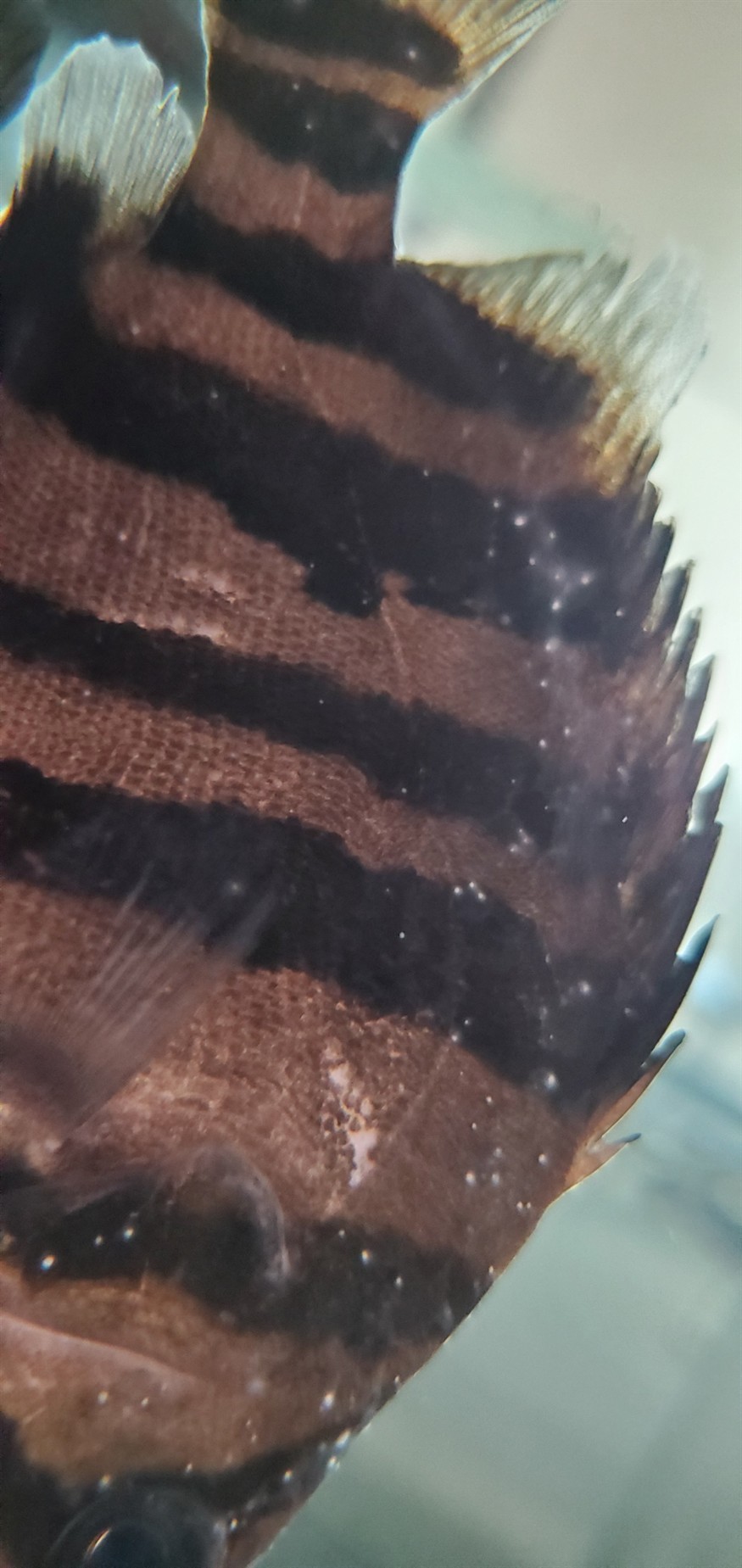 虎魚白點(diǎn)水霉，魚白點(diǎn)水霉的成因與