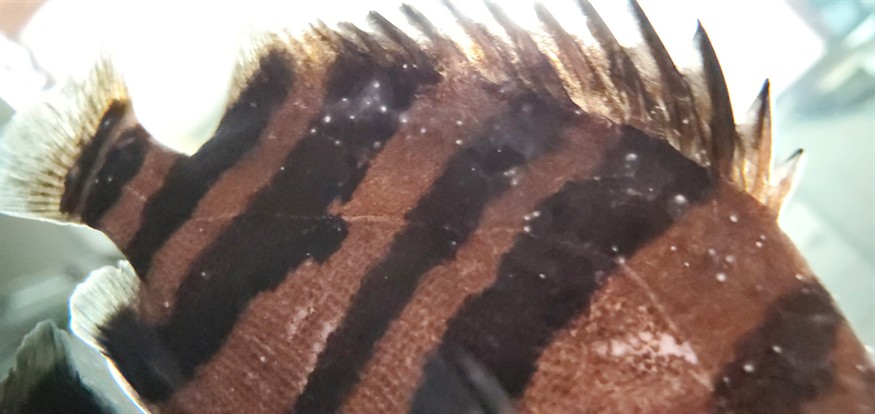 虎魚白點(diǎn)水霉，魚白點(diǎn)水霉的成因與