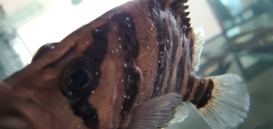 虎魚白點(diǎn)水霉，魚白點(diǎn)水霉的成因與