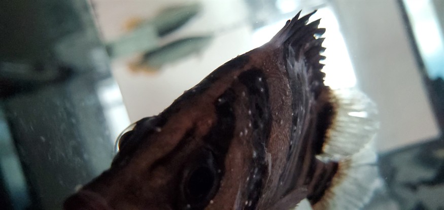 虎魚白點(diǎn)水霉，魚白點(diǎn)水霉的成因與