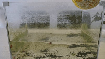 搬運工為玻璃廠運魚缸：搬運工為玻璃廠運魚缸的具體情況可能會有所不同，但根據搜索結果，工為玻璃廠運送魚缸，細節與
