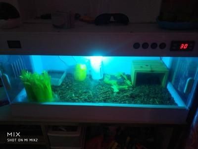 保溫箱做魚缸：保溫箱做魚缸的方法，DIY，如何用保溫箱打造魚缸的