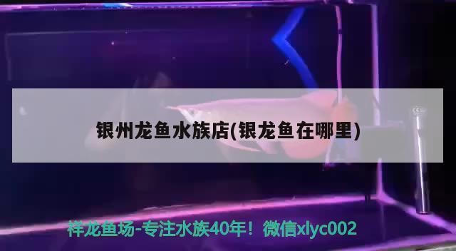 魚缸 銀州龍魚水族店(銀龍魚在哪里)州龍魚水族店,探索神秘的銀龍魚棲息地 銀龍魚百科 銀州龍魚水族店(銀龍魚在哪里)州龍魚水族店,探索神秘的銀龍魚棲息地 銀州龍魚水族店(銀龍魚在哪里)州龍魚水族店,探索神秘的銀龍魚棲息地 銀龍魚百科