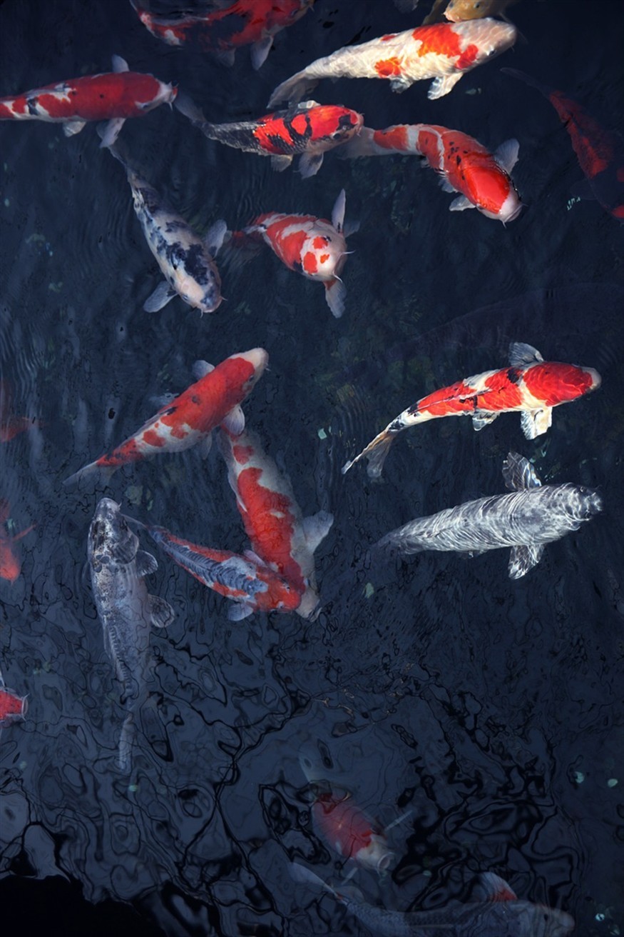一只虎魚一個缸舒服啊，魚在缸中自在游弋，展現(xiàn)
