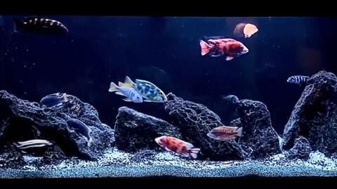 1.2米魚缸養什么三湖，米大魚缸的生態養殖指南，三湖魚種的選擇與