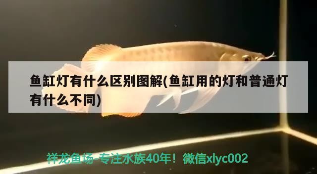 魚缸燈有什么區(qū)別圖解(魚缸用的燈和普通燈有什么不同)魚缸燈與普通燈具的區(qū)別，圖解