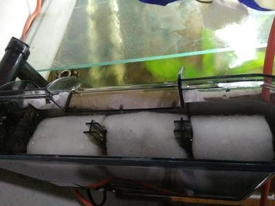 紅龍魚用什么燈光照射好（紅龍魚用什么燈光照射好呢）龍魚最佳照明指南，選擇與紅龍魚相適應的