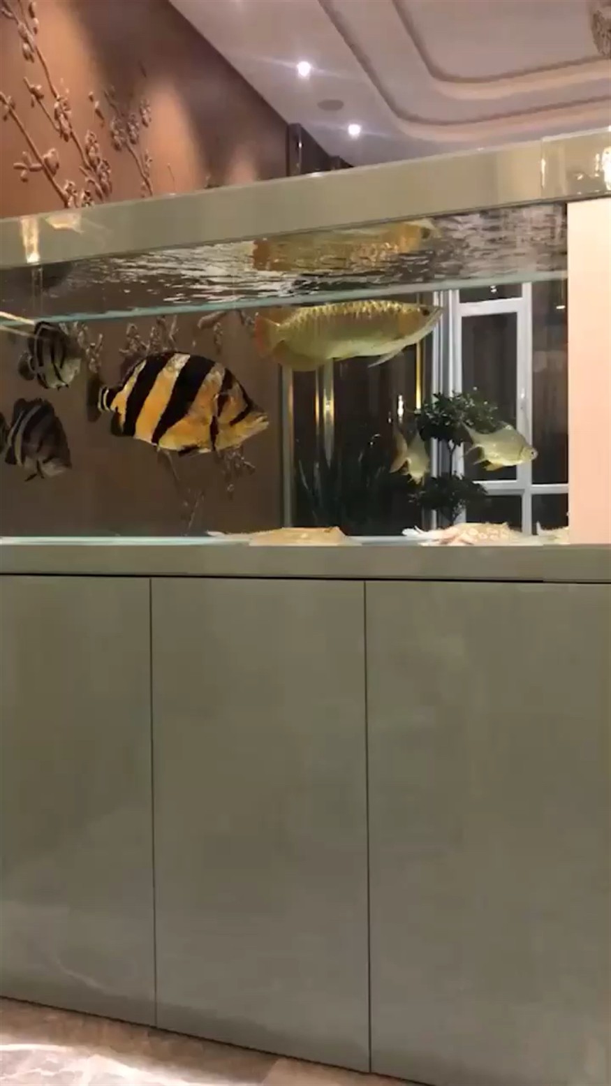 泰國虎魚,虎魚,海洋中的神秘掠食者 虎魚百科 第1張 泰國虎魚,虎魚,海洋中的神秘掠食者 泰國虎魚,虎魚,海洋中的神秘掠食者 虎魚百科 第1張