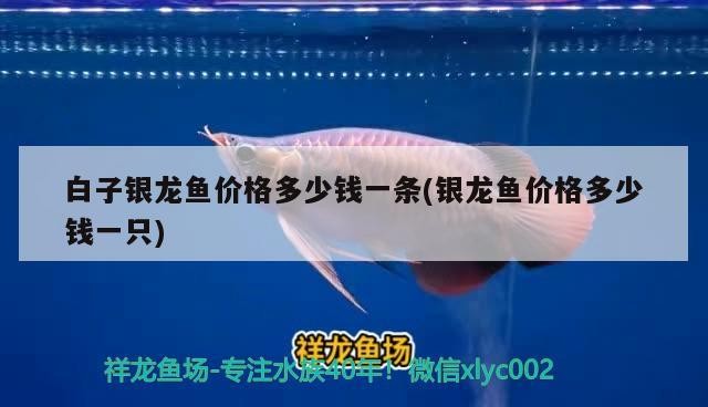 白子銀龍魚價格多少錢一條(銀龍魚價格多少錢一只)龍魚價格一覽，白子銀龍 白子銀龍魚價格多少錢一條(銀龍魚價格多少錢一只)龍魚價格一覽，白子銀龍 銀龍魚百科