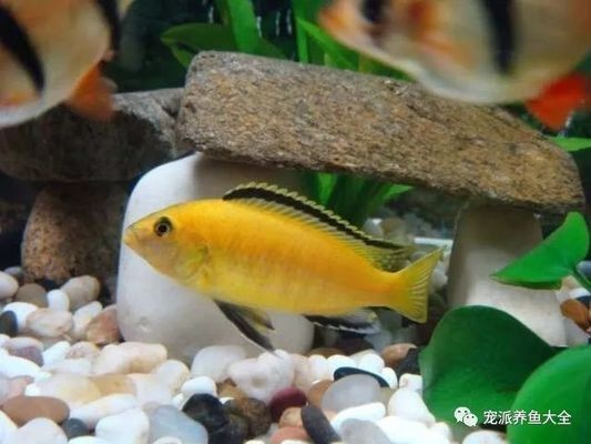 慈鯛魚缸里應該放些什么東西：關于慈鯛魚缸造景與裝飾的建議，鯛魚的完美家園，打造個性化魚缸造景與裝飾指南