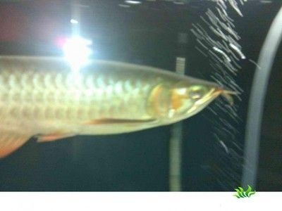 龍魚疾病預(yù)防措施有哪些方面的，魚疾病預(yù)防，全面指南與實(shí)用建議