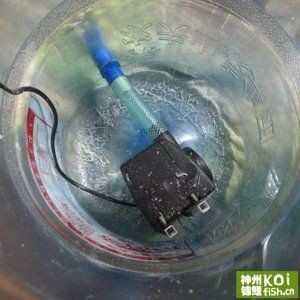 純凈水桶做魚缸好嗎：如何自制純凈水桶做魚缸，純凈水桶魚缸，打造生態友好型