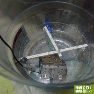 純凈水桶做魚缸好嗎：如何自制純凈水桶做魚缸，純凈水桶魚缸，打造生態友好型