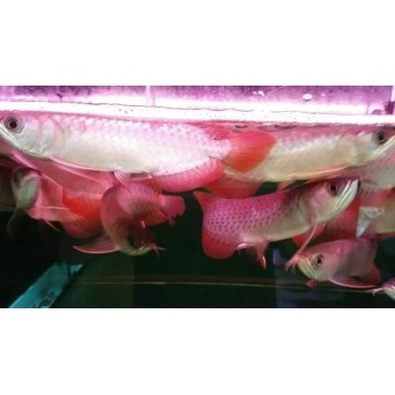 龍魚虎魚虹魚都喜歡，魚、虎魚與虹魚的共舞，探索水中生物