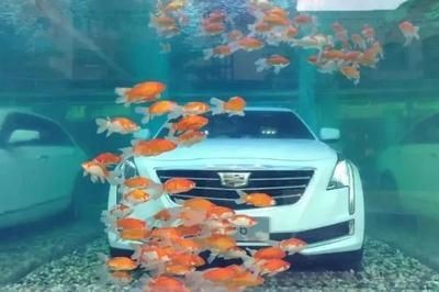 車沉魚(yú)缸的故事原文：凱迪拉克追高鐵事件始末，迪拉克追高鐵事件，一段車沉魚(yú)缸的驚險(xiǎn)旅程
