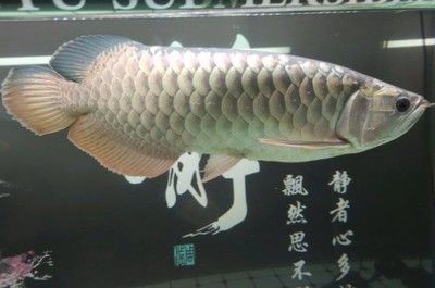龍魚突然死了是什么預兆呢，魚神秘死亡，解讀可能的預兆