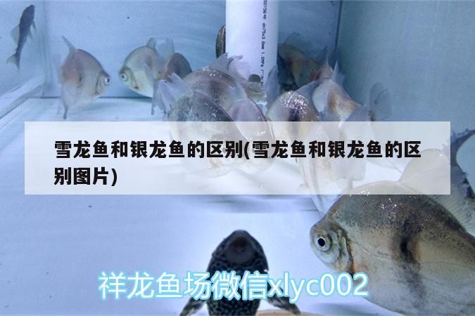 雪龍魚和銀龍魚的區(qū)別(雪龍魚和銀龍魚的區(qū)別圖片)雪龍魚與銀龍魚，外觀特征及飼養(yǎng)差異大