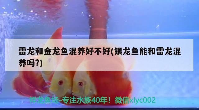 雷龍和金龍魚混養(yǎng)好不好(銀龍魚能和雷龍混養(yǎng)嗎?)龍魚與雷龍混養(yǎng)之謎，探索兩者共處之道