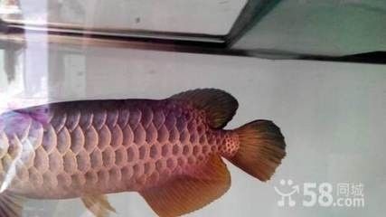 龍魚能吃蘋果嗎怎么喂，魚飼養指南，蘋果作為食物的選擇與
