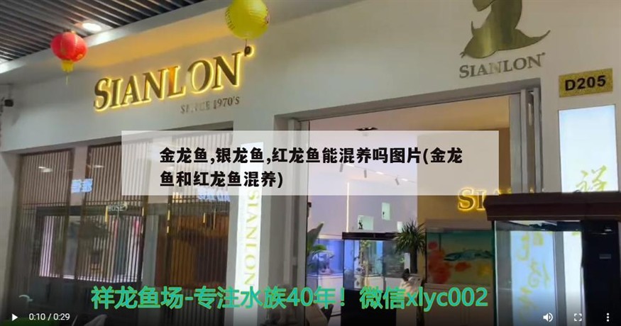 金龍魚,銀龍魚,紅龍魚能混養嗎圖片(金龍魚和紅龍魚混養)龍魚與紅龍魚混養指南，探索水中的和諧
