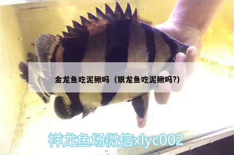 金龍魚吃泥鰍嗎（銀龍魚吃泥鰍嗎?）龍魚與銀龍魚的食性之謎，是否捕食