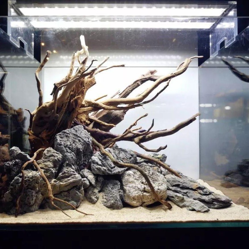 沉木魚缸適合養什么魚呢：沉木適合養哪些魚？木魚缸，打造適合養魚的理想選擇