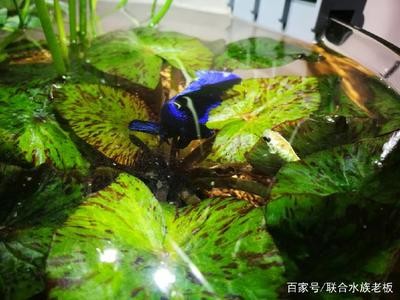 沈陽(yáng)市東陵區(qū)金水水族魚(yú)缸經(jīng)銷(xiāo)處（沈陽(yáng)市東陵區(qū)金水水族魚(yú)缸經(jīng)銷(xiāo)處電話(huà)）市東陵區(qū)金水水族魚(yú)缸經(jīng)銷(xiāo)處聯(lián)系方式及地址