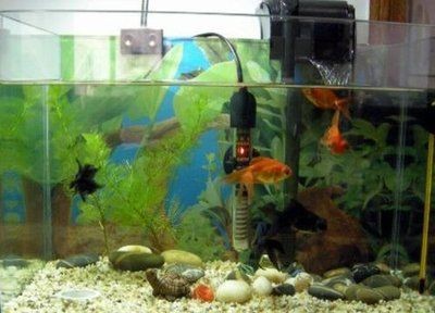大魚缸用什么水養魚好一點：關于大魚缸養魚用水的一些建議，魚缸養魚用水指南，選擇適合的