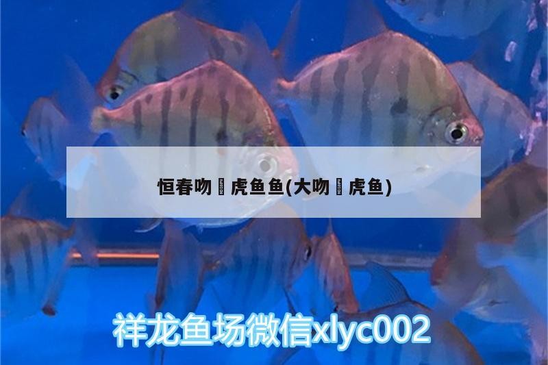 恒春吻鰕虎魚魚(大吻鰕虎魚)春吻鰕虎魚，探索大吻鰕虎魚的神秘