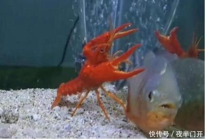 大型魚缸一天用多少電正常：大型魚缸一天用電量多少，大型魚缸一天用電量多少，正常消耗