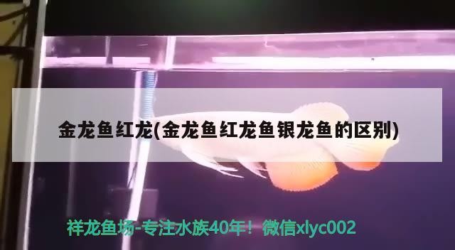 金龍魚紅龍(金龍魚紅龍魚銀龍魚的區(qū)別)龍魚紅龍與銀龍，揭秘兩種珍稀魚類的異