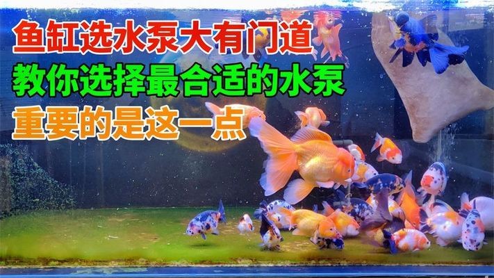 紅龍魚眼睛里有白色物體怎么回事兒啊（紅龍魚眼睛里有白色物體怎么回事兒啊圖片）龍魚眼睛異常，白色異物的出現與