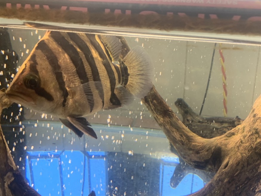 廣東雷州出印尼四紋虎魚，雷州水域現珍稀四紋虎魚 海洋生態新發現