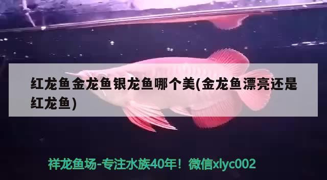 紅龍魚金龍魚銀龍魚哪個美(金龍魚漂亮還是紅龍魚)龍魚與紅龍魚，哪種魚類更勝一籌？