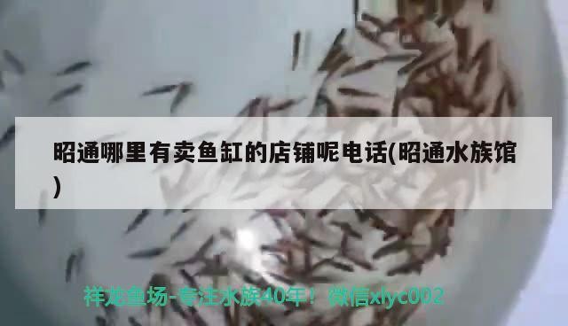 昭通哪里有賣魚缸的店鋪呢電話(昭通水族館)通水族館，尋找魚缸銷售點