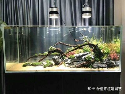大型魚魚缸造景設計效果圖：大型魚缸造景設計的重要性，魚缸造景設計，打造生態與美學并重的水族空間