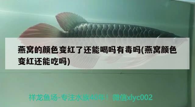 精品三紋虎魚，三紋虎魚，