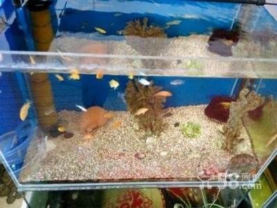 1.2米魚缸能養多少小型熱帶魚蝦：1.2米魚缸可以養多少小型熱帶魚蝦蝦、蝦、螺和水草，2米魚缸養魚指南，小型熱帶魚蝦與水