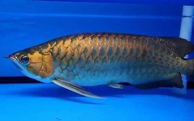金龍魚分類 硬骨魚，龍魚，硬骨