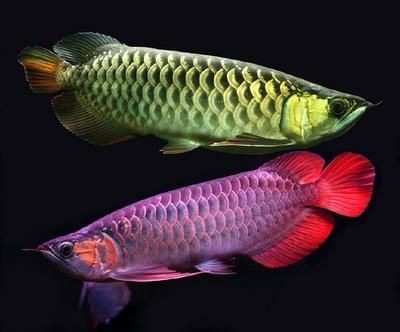 金龍魚分類 硬骨魚，龍魚，硬骨
