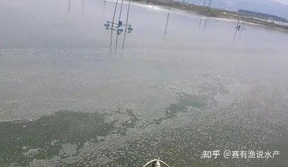 紅龍魚用什么燈最好養呢（紅龍魚用什么燈最好養呢視頻）龍魚最佳養植燈光選擇指南，